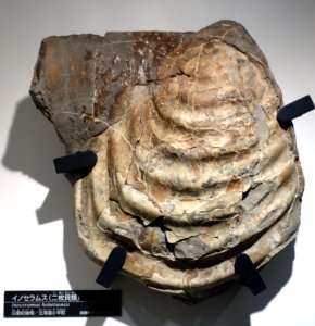 Inoceramus hobetsensis - National Museum of Nature and Science, Tokyo - DSC06954