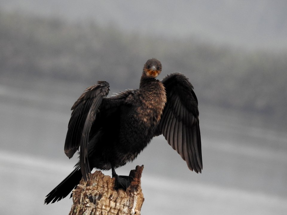 Indian cormorant 4 (Phalacrocorax fuscicollis) കിന്നരി നീർക്കാക്ക 