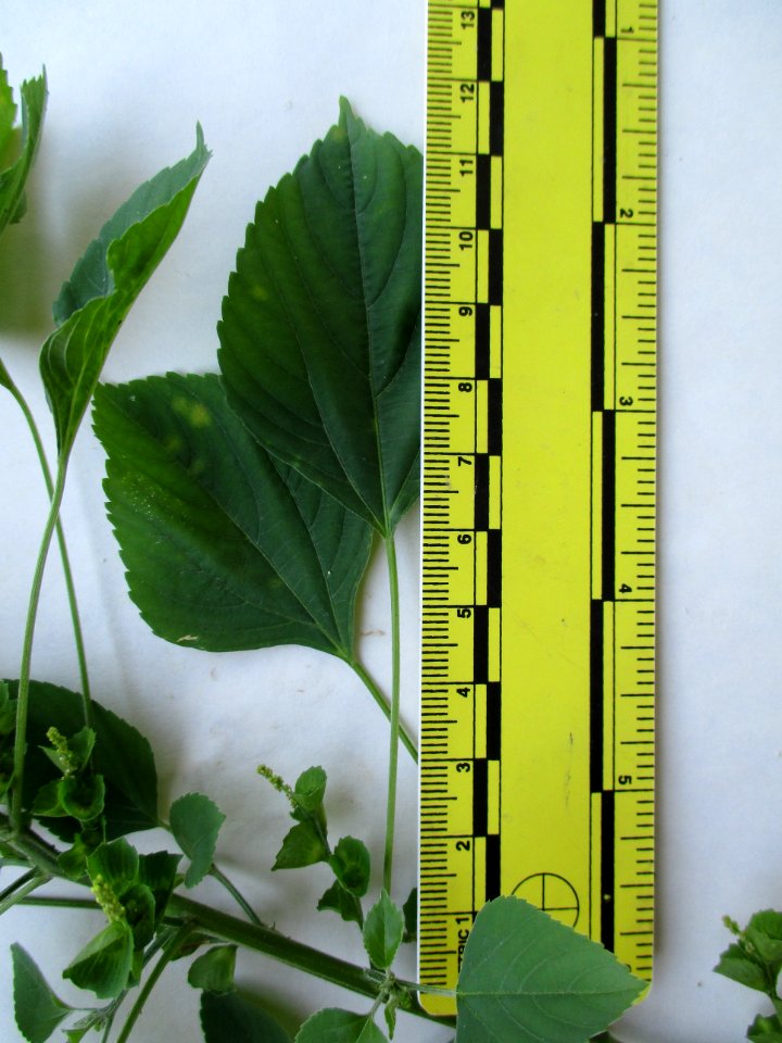 Indian acalypha (Acalypha indica) leaves ruled