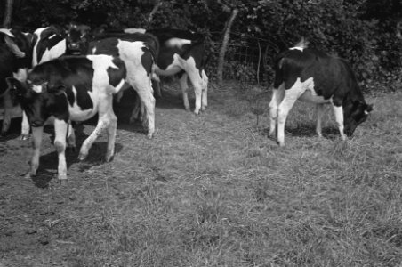 In 1938 Holland had over 1,5 million milk cows, producing on an average 1000 gal, Bestanddeelnr 935-2089