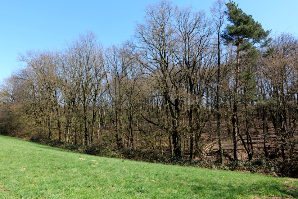 In den Fichten Oberhöchstadt 2020-03-25 11
