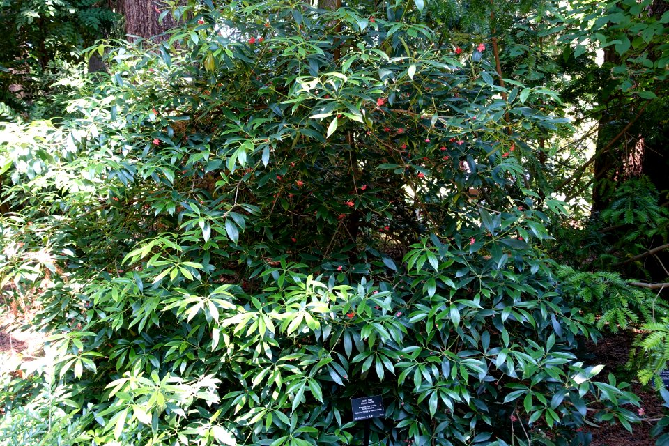 Illicium henryi - VanDusen Botanical Garden - Vancouver, BC - DSC07004