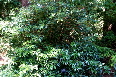 Illicium henryi - VanDusen Botanical Garden - Vancouver, BC - DSC07004 photo