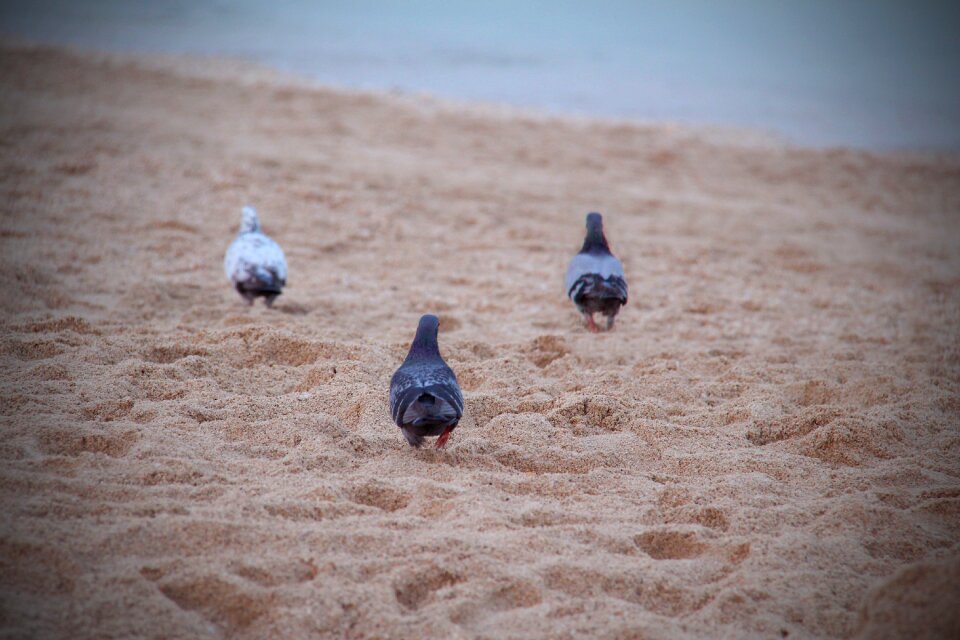 Animal pigeon peace photo