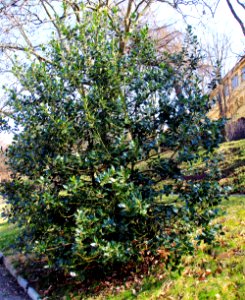 Ilex aquifolium Prague BG 2016 2
