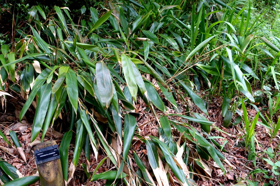 Indocalamus tessellatus - Trebah Garden - Cornwall, England - DSC01616