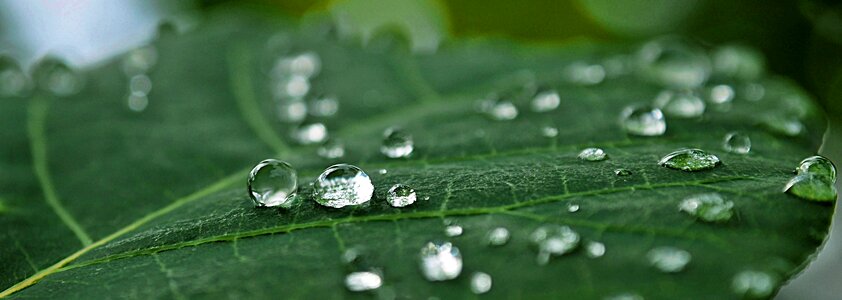 Leaf drop of water water photo