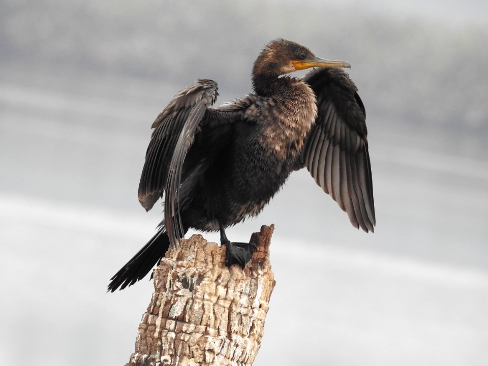 Indian cormorant 5 (Phalacrocorax fuscicollis) കിന്നരി നീർക്കാക്ക 