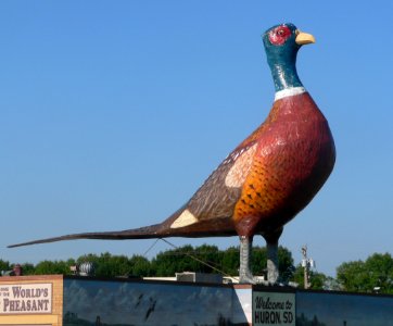 Huron, SD, large pheasant from NE 2