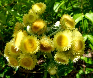 Immortelle fétide
