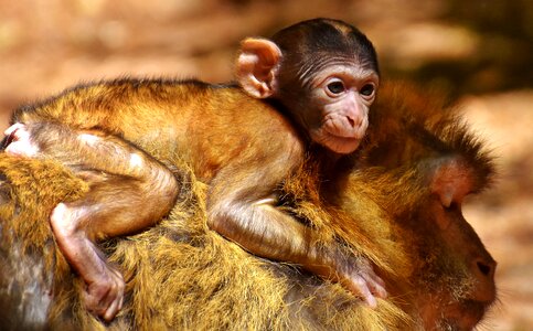 Endangered species monkey mountain salem animal