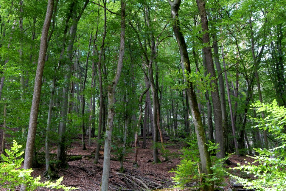 Taunus near Rombach 2020-08-18 38