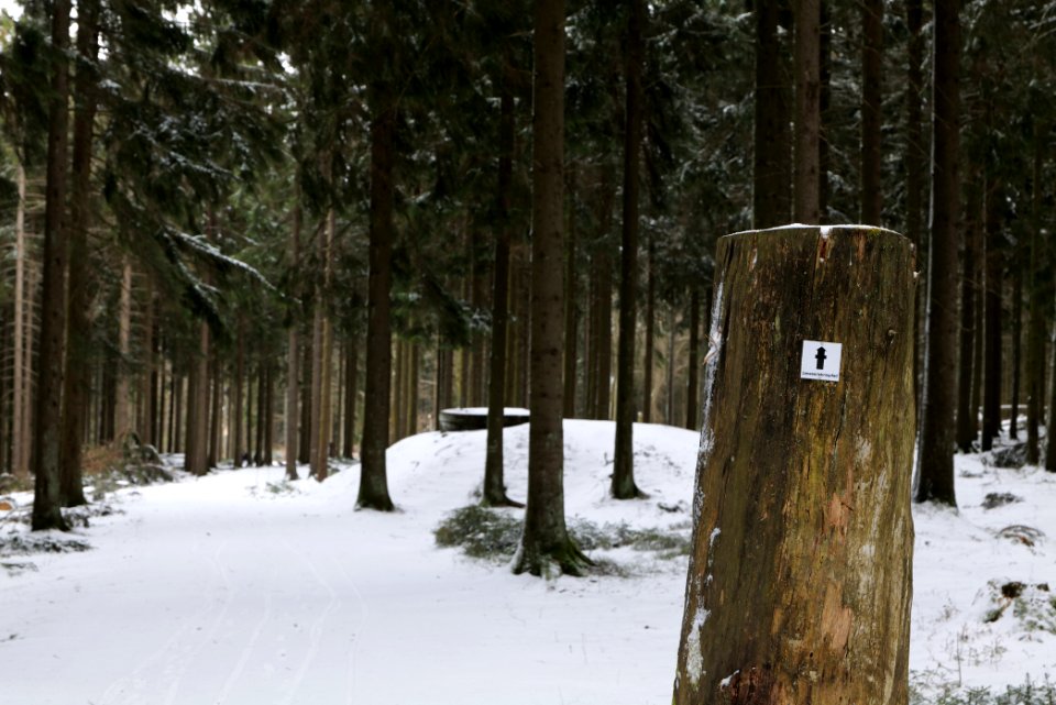 Taunus forest Schmitten with snow 2021-04-06 25