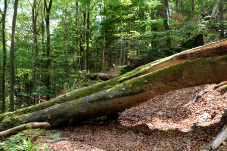 Taunus near Fuchsstein 2020-08-18 27