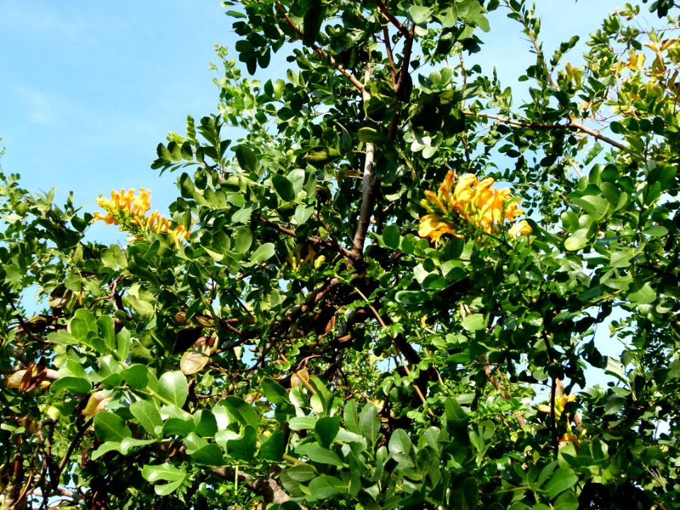 Tecomaria capensis 3