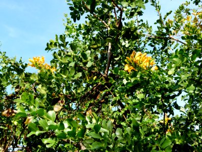 Tecomaria capensis 3