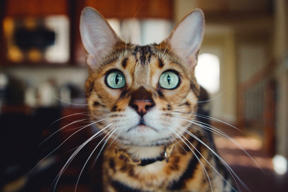 Pet inside brown cat