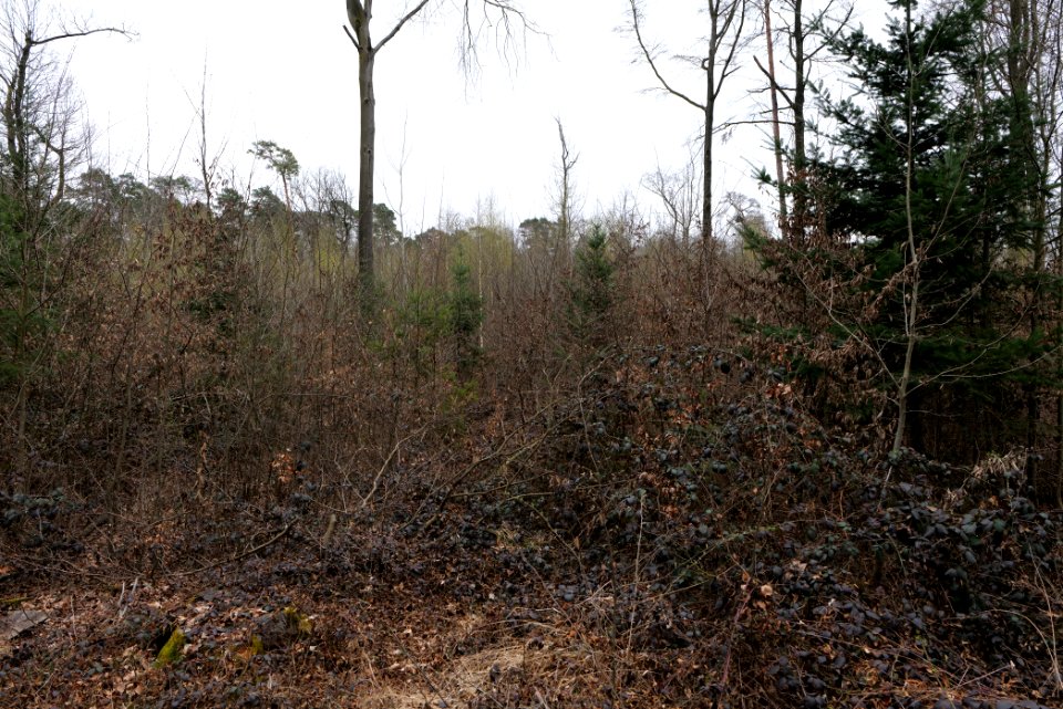 Taunus forest Ockstadt 2021-04-02 20