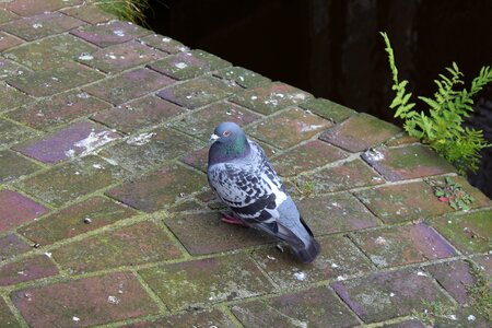 Bridge nature bird