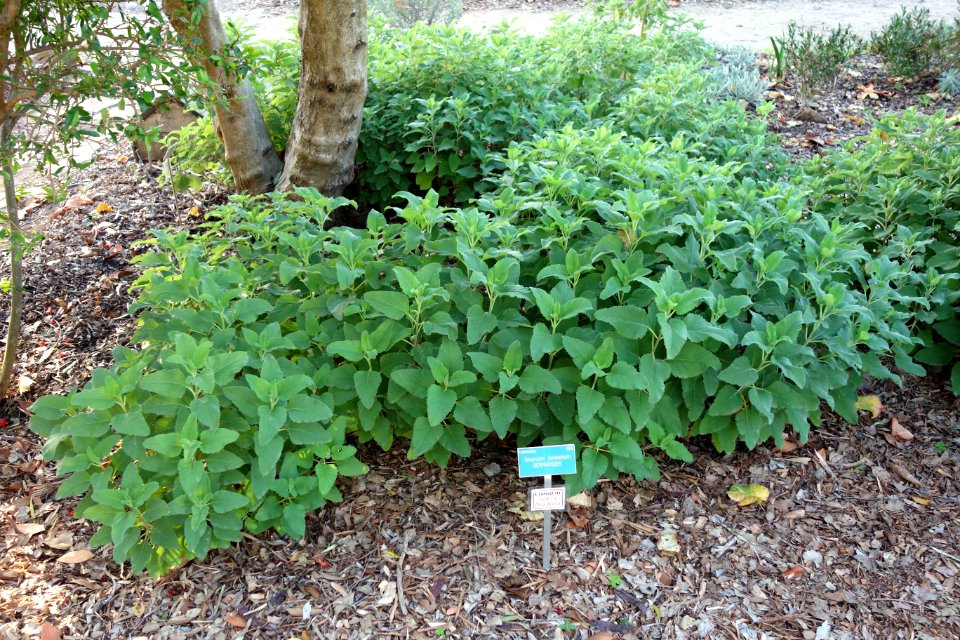 Teucrium betonicum - San Luis Obispo Botanical Garden - DSC05963