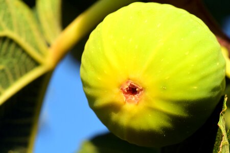 Fruit green ripe