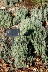 Teucrium cossonii - Leaning Pine Arboretum - DSC05714 photo