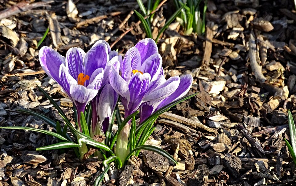 Early bloomer violet yellow photo