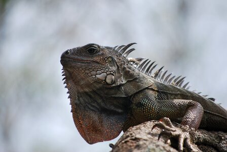 Green lizard fauna photo