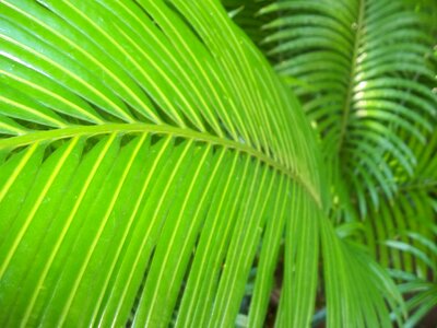 Summer nature healthy