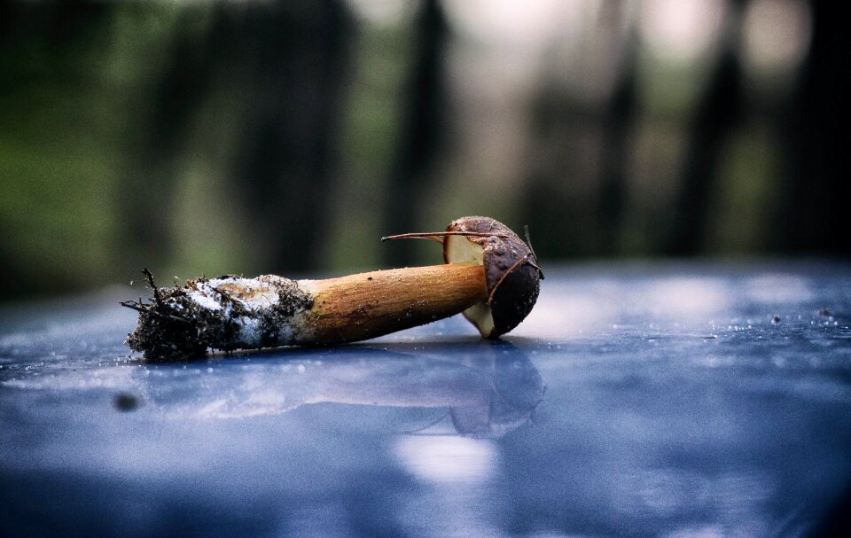 Forest green brown chestnut boletus