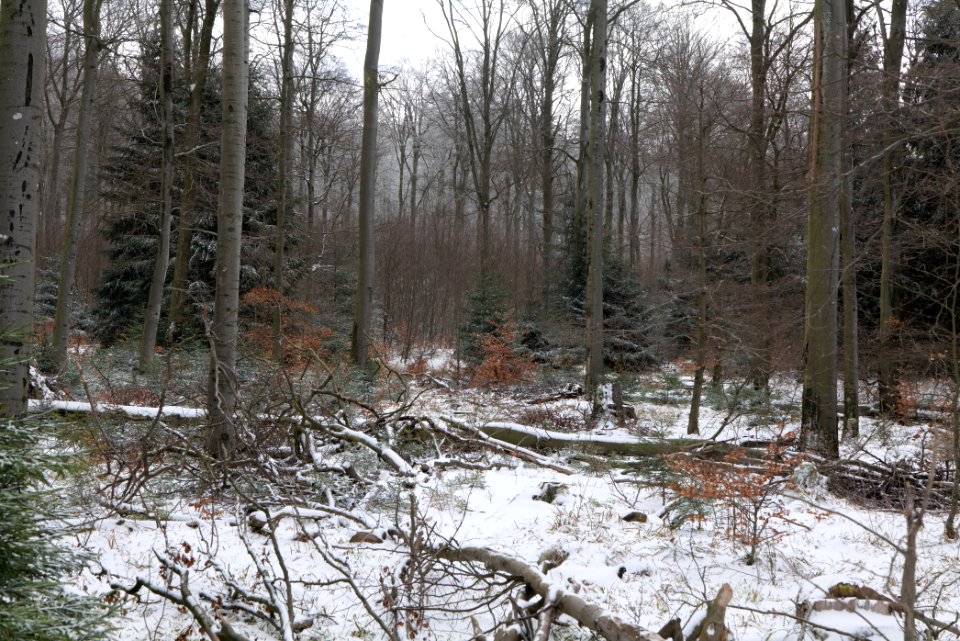 Taunus forest Schmitten with snow 2021-04-06 11