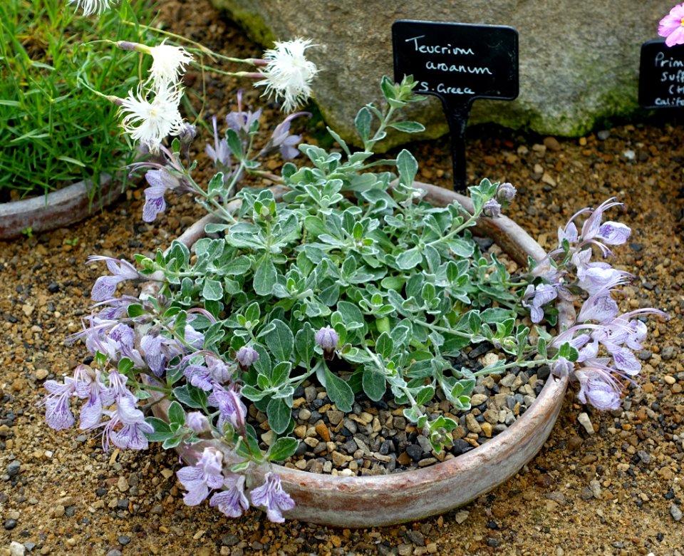 Teucrium aroanium - RHS Garden Harlow Carr - North Yorkshire, England - DSC01471