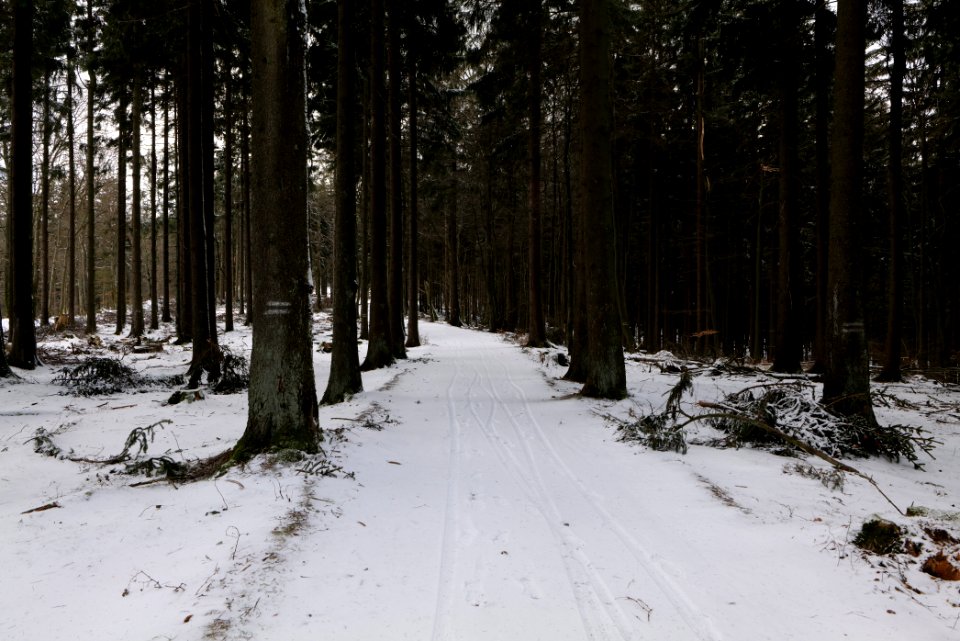 Taunus forest Schmitten with snow 2021-04-06 21