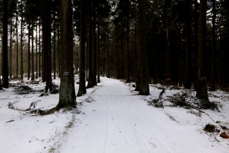 Taunus forest Schmitten with snow 2021-04-06 21