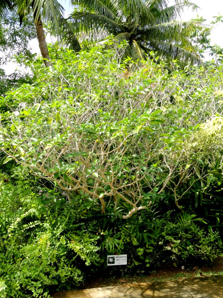 Tabernaemontana - Sankyo Garden - DSC01165