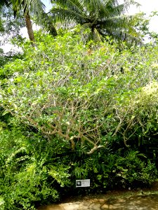 Tabernaemontana - Sankyo Garden - DSC01165