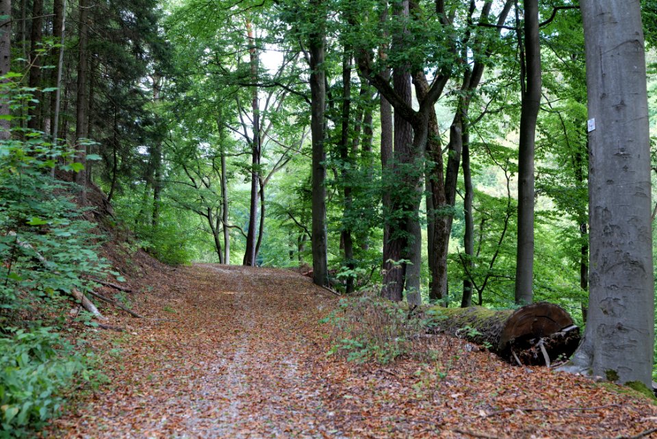 Taunus near Rombach 2020-08-18 07