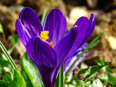 Early bloomer violet yellow photo