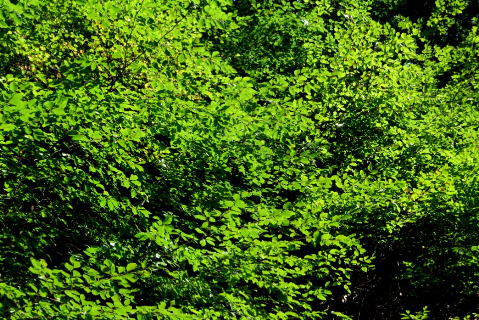 Taunus near Rombach 2020-08-18 55