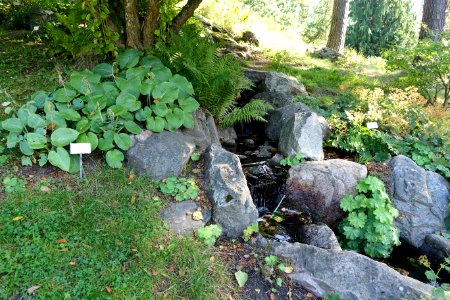 Stream, Japanese pond - Bergianska trädgården - Stockholm, Sweden - DSC00503