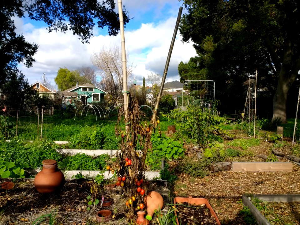 Temescal Community Garden