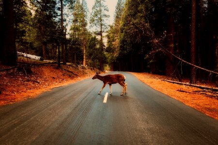 Woods road deer photo