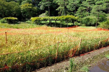 Tabata rice paddy - Koishikawa Korakuen - DSC09225