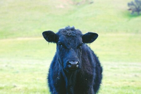 Cattle wildlife green