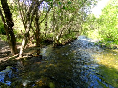 Stream - Garland Ranch Regional Park - Carmel Valley, CA - DSC06843