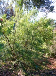 Taxus sumatrana - Quarryhill Botanical Garden - DSC03460
