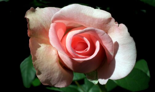 Blooming love nature