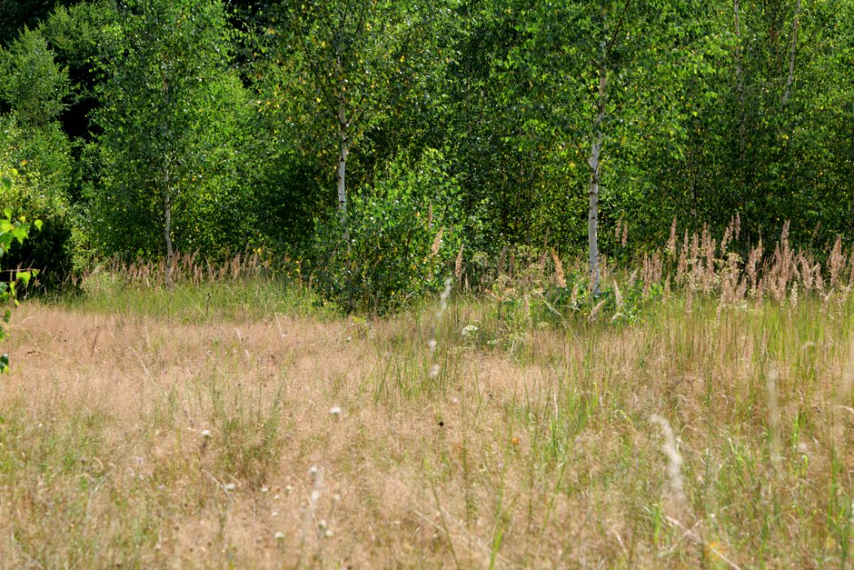 Strausberger Sander-, Os- und Barnimhanglandschaft 2020-08-05 22