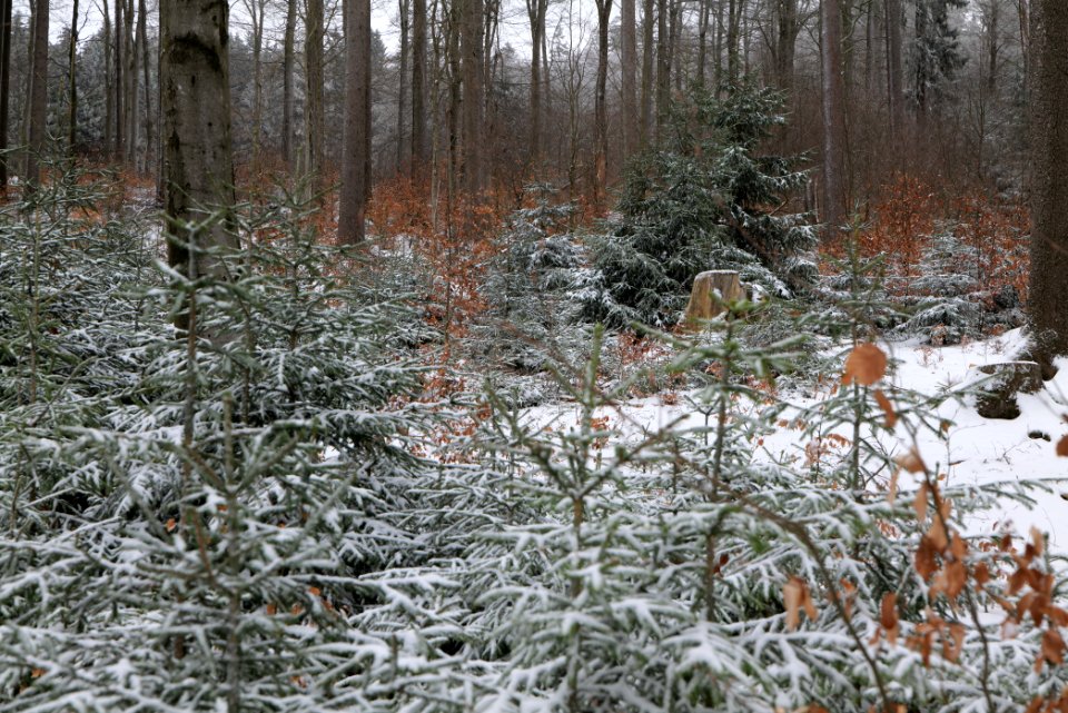 Taunus forest Schmitten with snow 2021-04-06 02