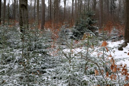 Taunus forest Schmitten with snow 2021-04-06 02